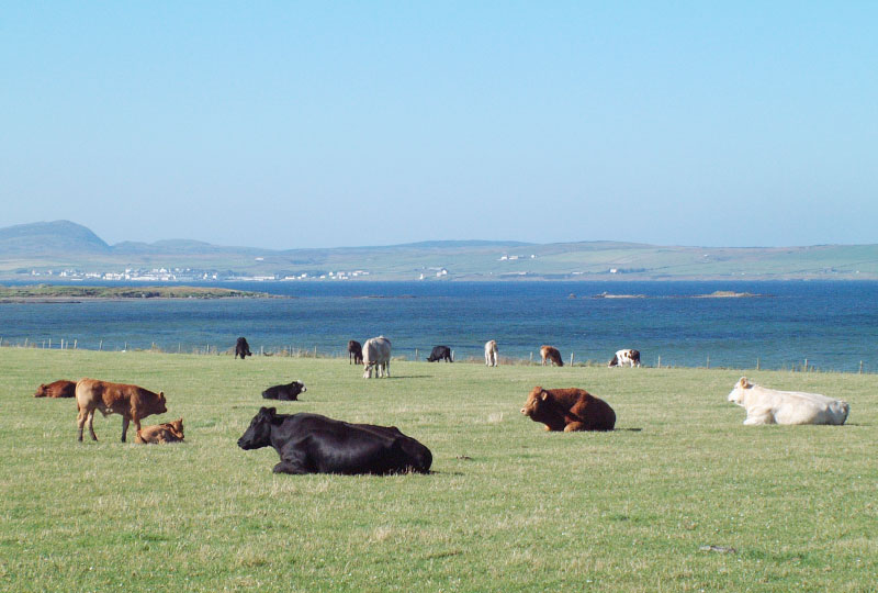 Cattle at Ronnachmore